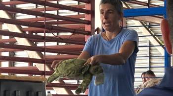 Pescadores reciben capacitación en manejo y liberación de las tortugas marinas