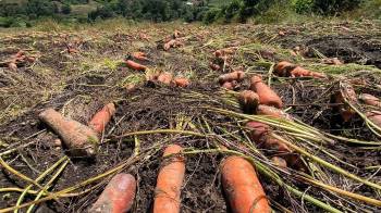 En Volcán hay pérdidas en cultivos de cebolla, papa y hortalizas varias.