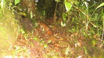 Foto de oncilla en tierras altas de Chiriquí, Parque Internacional La Amistad.