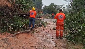 Las intensas lluvias han provocado la caída de árboles en varias regiones del país.