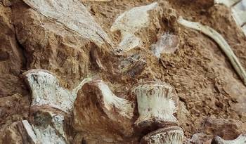 El fósil de un dinosaurio de más de 230 millones de años en Río Grande do Sul.