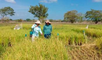 Investigadores del Idiap en cultivos de arroz junto a productores.