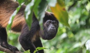 El libro reúne los esfuerzos científicos en Panamá en el estudio de los primates.