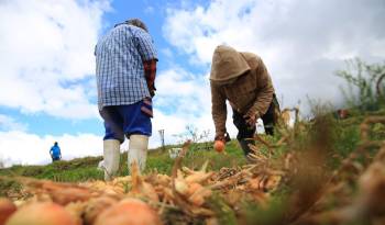 Los productores de Tierra Alta representan una de las mayores fuerza de producción agrícola en el país.