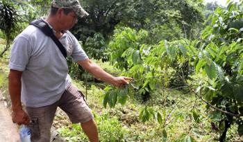 Un hombre trabaja en una plantación de café este miércoles, en la ciudad de Tapachula, en Chiapas, México.
