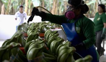 Una trabajadora procesa bandejas de bananos, en Ecuador.