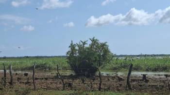 La temporada de migración de aves representa representa un riesgo para la introducción de la gripe aviar debido a que hay varios países del continente afectados.