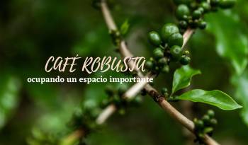 El Café Robusta está ocupando un espacio importante