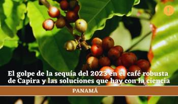 El golpe de la sequía del 2023 en el café robusta de Capira y las soluciones que hay con la ciencia