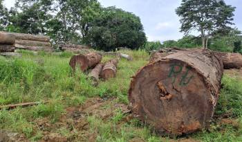 En Darién existen patios de acopio, pertenecientes a empresas compradoras de madera.