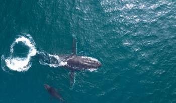 La investigación realizada por científicos de la Universidad de Queensland se apoyó en imágenes tomadas por drones y las muestras de grasa extraídas de varios ejemplares de ballenas jorobadas que transitaron en las aguas cercanas a la Isla North Stradbroke.