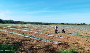 Cada noviembre, los productores de cucurbitáceas preparan las tierras para sembrar y cosechar a inicios del año.