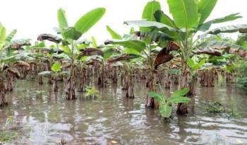 El plátano de consumo nacional es uno de los productos más afectados por las inundaciones.