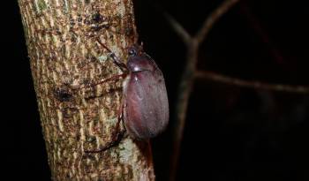 Espécimen de Phyllophaga sp capturado en Chilibre.