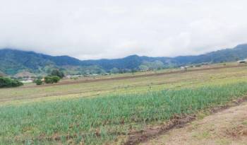 Finca productora en Chiriquí recibió la visita de autoridades del MIDA, tras el impacto de las fuertes lluvias de los últimos días.