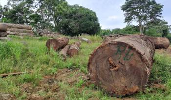 En Darién existen patios de acopio, pertenecientes a empresas compradoras de madera.