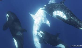 Una orca, durante un evento de caza, muerde a un tiburón cerca de la zona pélvica.