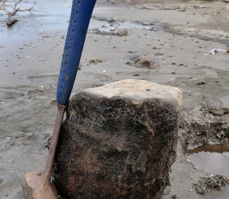 Fósil de palma en la localidad de playa Búcaro, Azuero.