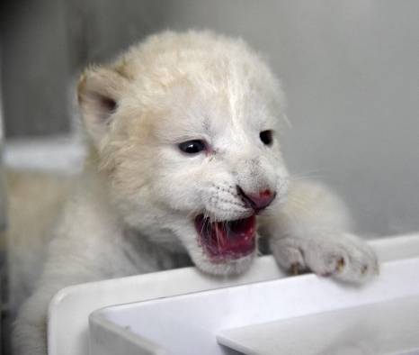 Cachorros de le&oacute;n blanco