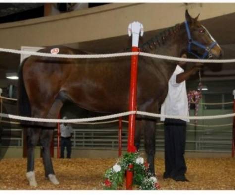 De las subastas del Haras San Miguel han emergido grandes campeones, probados dentro y fuera de fronteras.