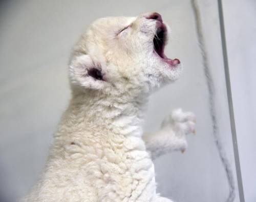 Cachorros de le&oacute;n blanco