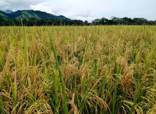 Molineros apoyan la eliminación del control de precios del arroz