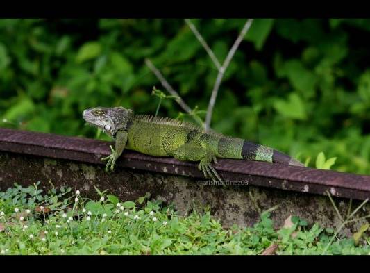 La biodiversidad, la base que sustenta toda la vida en la tierra