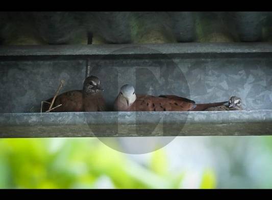 La biodiversidad, la base que sustenta toda la vida en la tierra