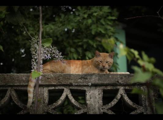 La biodiversidad, la base que sustenta toda la vida en la tierra