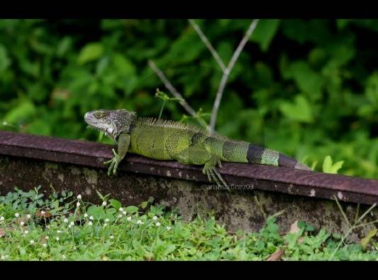 La biodiversidad, la base que sustenta toda la vida en la tierra