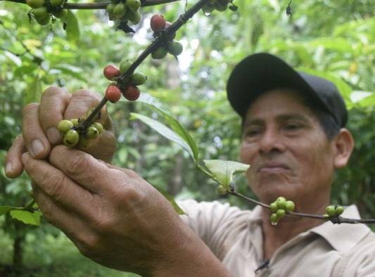 El café de bajura es de buen rendimiento para los productores.