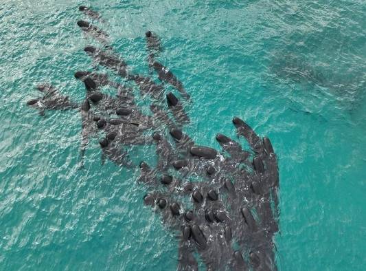 Ballenas piloto de aleta larga que murieron ayer tras quedar varadas en la remota playa Cheynes, en el suroeste de Australia.