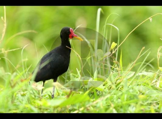 La biodiversidad, la base que sustenta toda la vida en la tierra