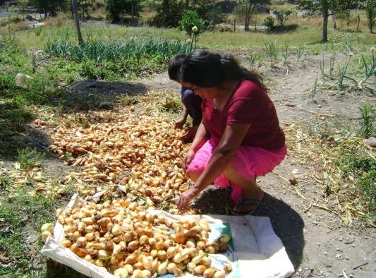 Los fuertes aguaceros que han caído sobre el país en los últimos días están afectando la producción de cebolla nacional.