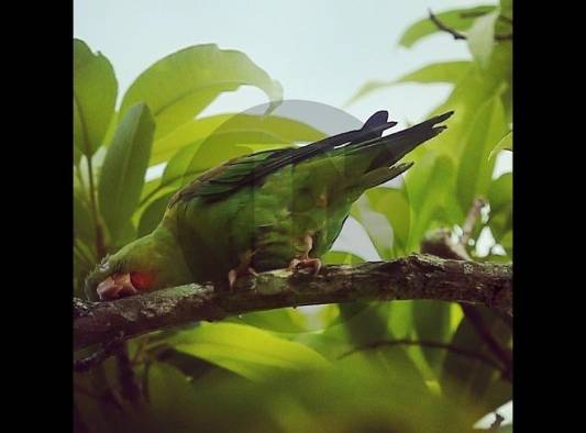 La biodiversidad, la base que sustenta toda la vida en la tierra