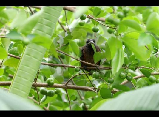 La biodiversidad, la base que sustenta toda la vida en la tierra