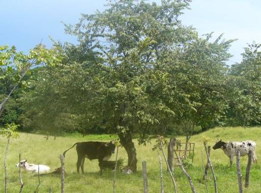 Familias ganaderas de Panamá Oeste apoyan en la adaptación y mitigación del cambio climático.