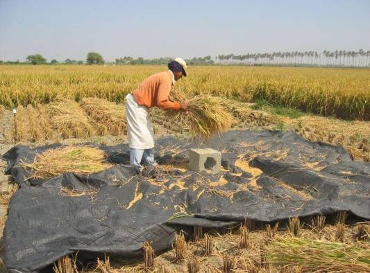 Le medida beneficia a los productores y agroexportadores del país.