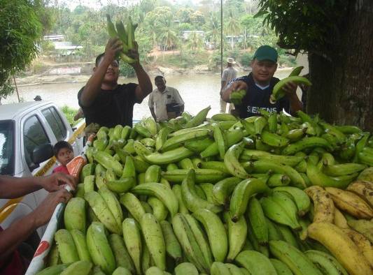 Bocas del Toro es una provincia productora de plátano muy importante.