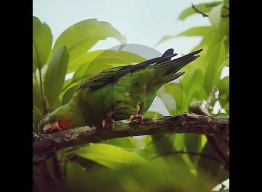 La biodiversidad, la base que sustenta toda la vida en la tierra