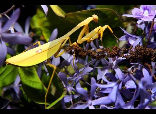 La biodiversidad, la base que sustenta toda la vida en la tierra