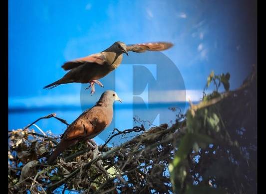 La biodiversidad, la base que sustenta toda la vida en la tierra