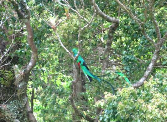 El quetzal deslumbra en el Parque Internacional La Amistad