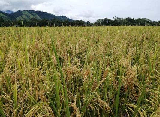 El reporte destaca que en el caso de los productores de arroz, estos han recibido $119,259,358.80 de 1,856 expedientes.