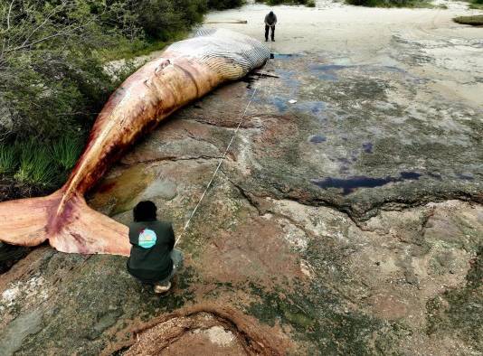 Fotografía cedida este miércoles, 27 de septiembre, por la Reserva Kerayvoty en la que se registró a un grupo de pescadores al detallar el cadáver de una ballena de 15,5 metros de largo.