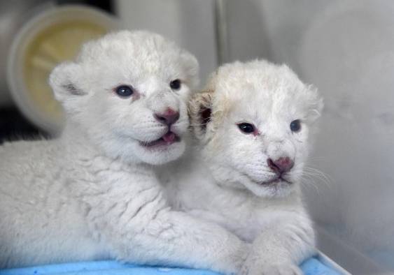 Cachorros de le&oacute;n blanco