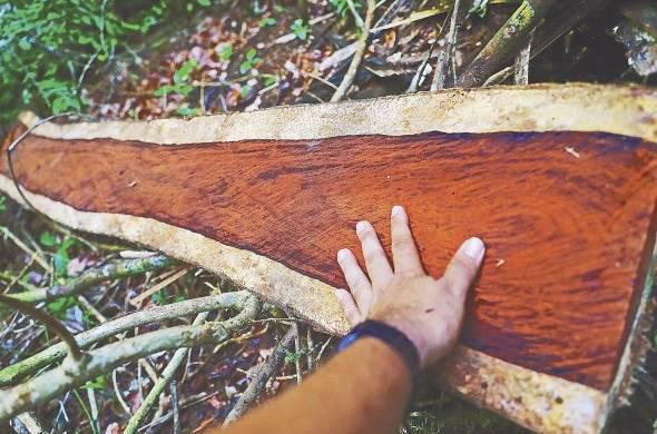 El tráfico de la madera procedente de la tala ilegal se produce falsificando su origen mediante documentos falsos.