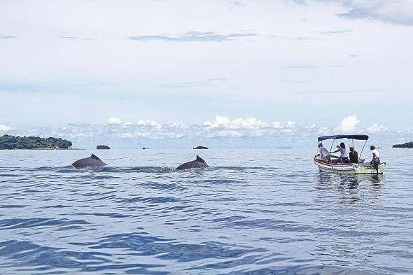 Las personas no deben acercarse a menos de 250 metros de las ballenas, y a menos de 100 metros de delfines.