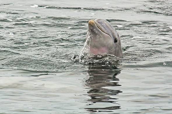 En la relación madre-cría, los delfines se diferencian entre sí con chirridos únicos, que funcionan como sus nombres.