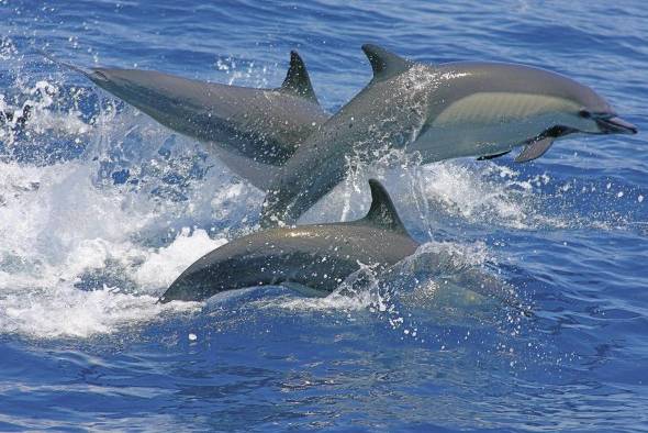 Para el avistamiento de ballenas se debe mantener una distancia de 250 metros, y para los delfines 100 metros.